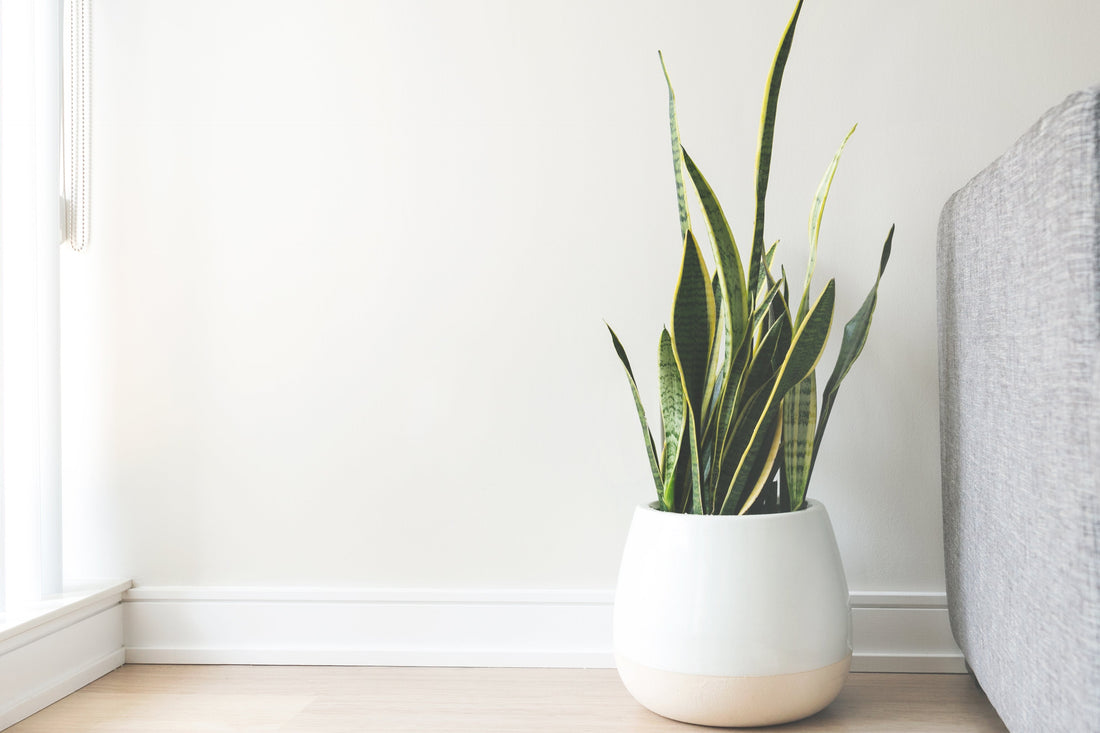 Minimalist Home Decor Trends for 2025 – Simple & Stylish Living